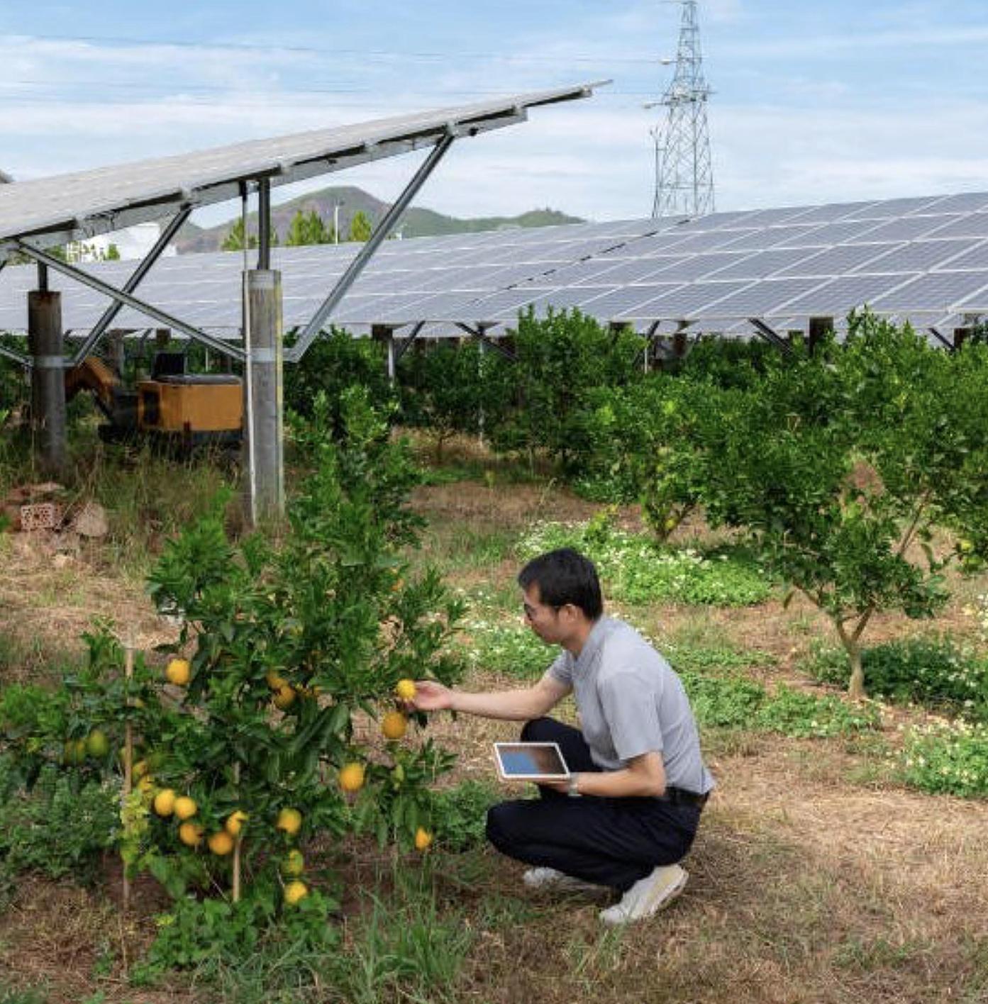 il progetto agrivoltaico parona devastante per il territorio