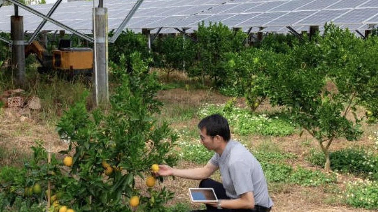 Un esempio di impianto agricoltaico con le coltivazioni che avvengono sotto i pannelli per la produzione di energia Un esempio di impianto agricoltaico con le coltivazioni che avvengono sotto i pannelli per la produzione di energia