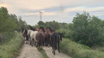 Cavalli in fuga per la piena in Lomellina: 18 sono morti, altri 35 sono dispersi