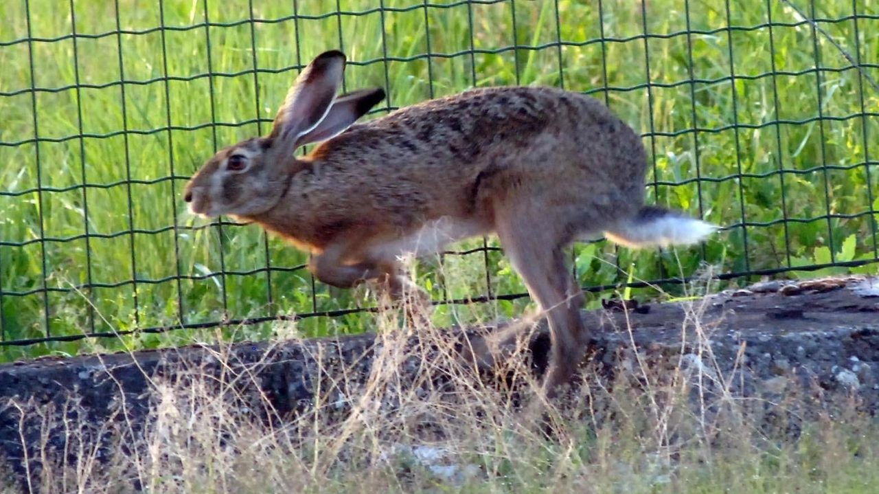 Non si placano a San Giuliano le polemiche sull’operazione al Parco dei Giganti Non si placano a San Giuliano le polemiche sull’operazione al Parco dei Giganti