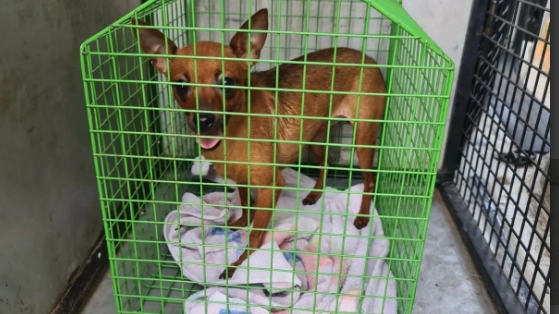 Uno dei cagnolini liberato dalle guardie zoofile Oipa intervenute insieme al servizio veterinario Ats, i carabinieri e i vigili del fuoco all’interno di un’abitazione nel Pavese