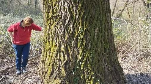 A Triuggio e a Briosco ci sono due alberi secolari e di rilevante importanza inseriti nel Registro degli Alberi...