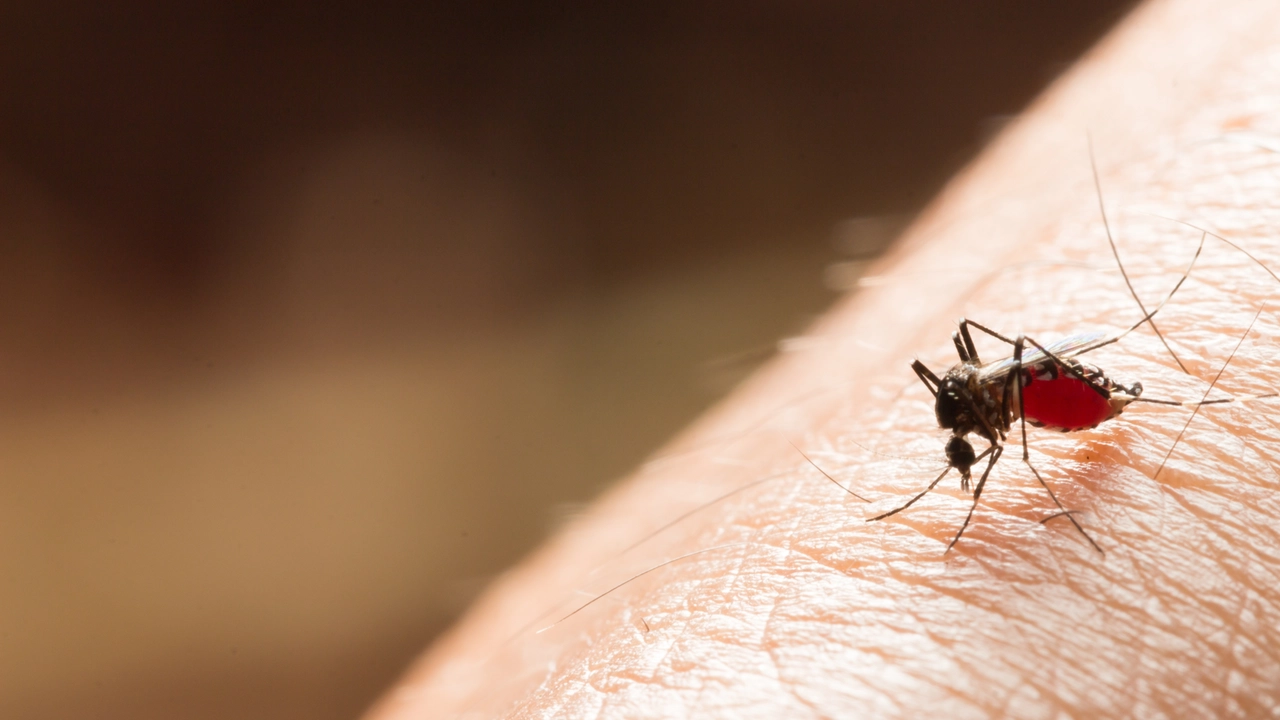 West Nile ma non solo, ecco i virus della giungla urbana
