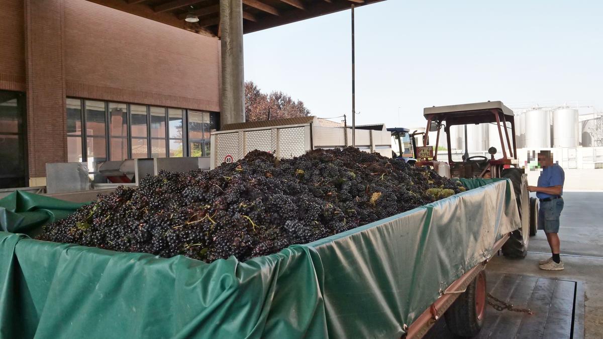 terre d oltrep242 ha iniziato la vendemmia bisogna scongiurare il fallimento