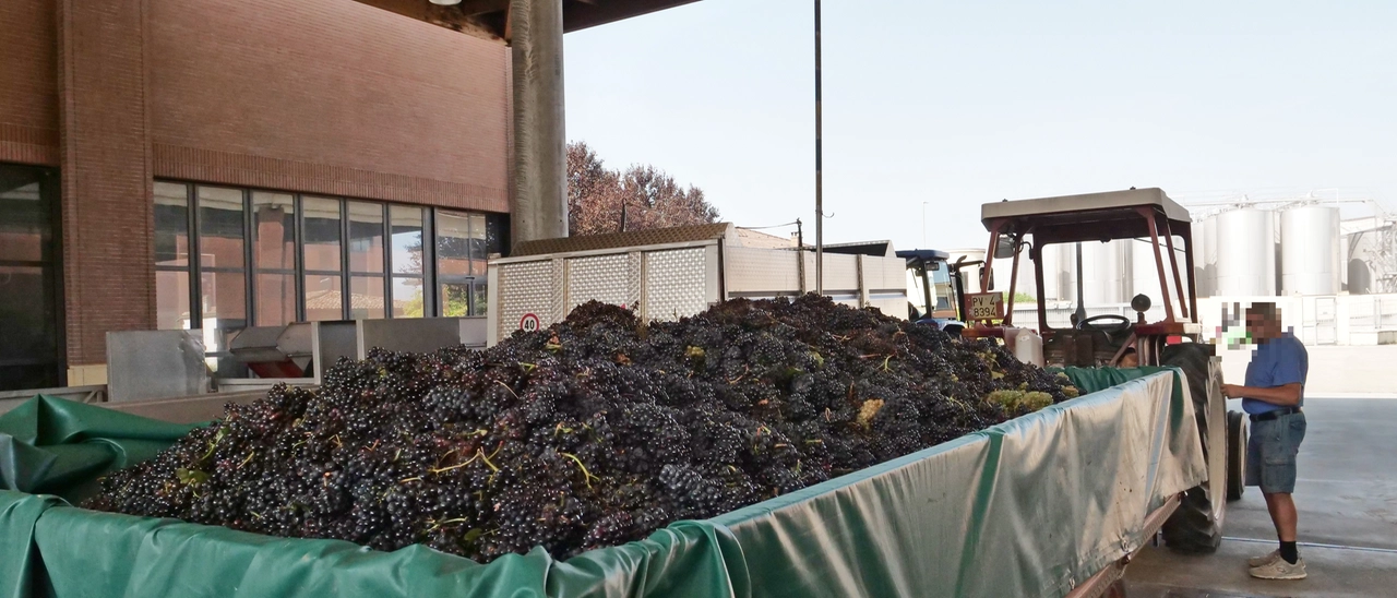 Terre d'Oltrepò ha iniziato la vendemmia: “Bisogna scongiurare il fallimento”