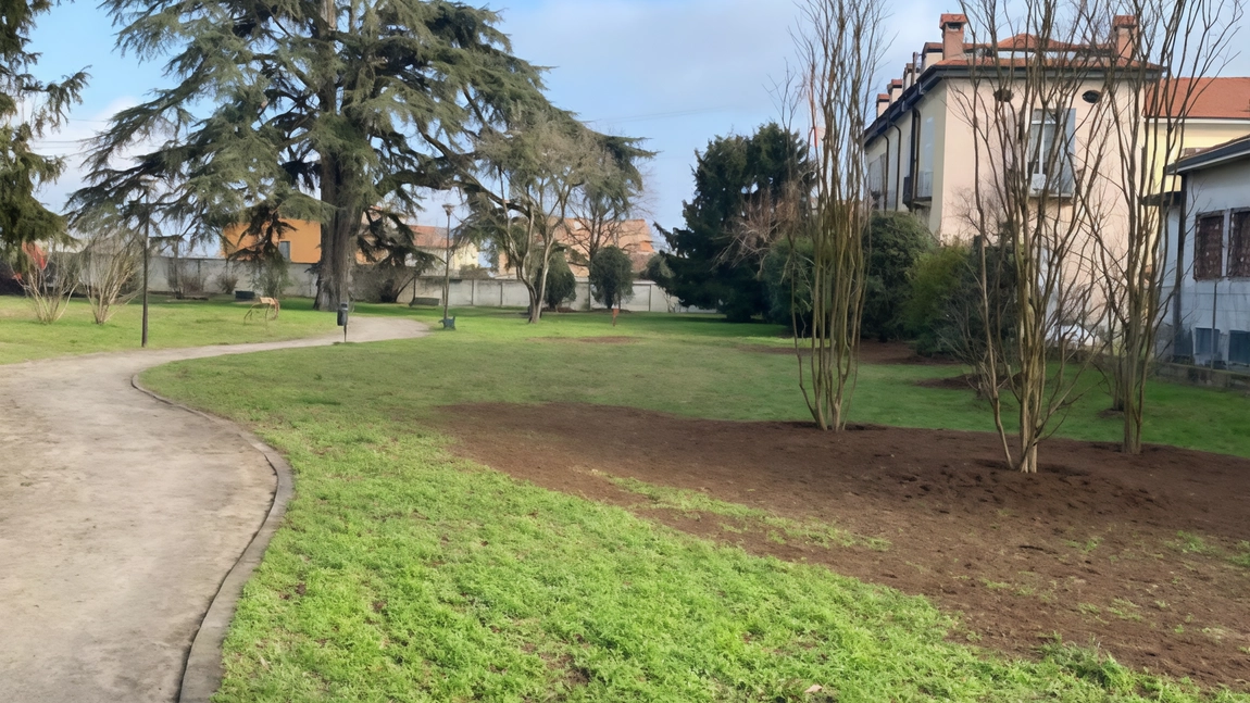 Il Comune sta piantando decine di alberi pregiati nei parchi pubblici e nei giardini di scuole e ville Il Comune sta piantando decine di alberi pregiati nei parchi pubblici e nei giardini di scuole e ville