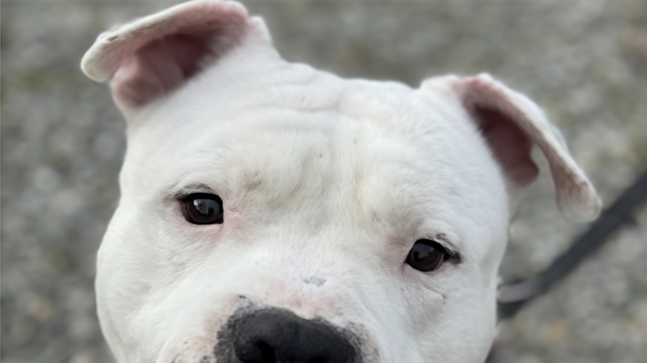 Si cerca una famiglia per Burrito, il cane che va pazzo per il pallone. Non è più un cucciolo: ha... Si cerca una famiglia per Burrito, il cane che va pazzo per il pallone. Non è più un cucciolo: ha...