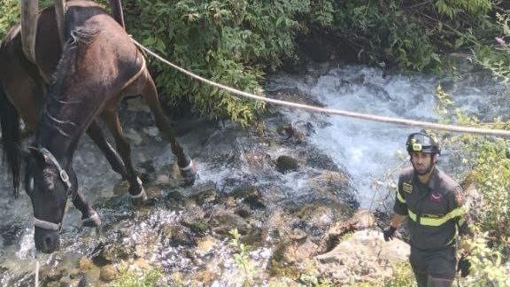 Cavallo ferito rimane intrappolato nel torrente Nave: salvataggio contro il tempo dei vigili del fuoco Cavallo ferito rimane intrappolato nel torrente Nave: salvataggio contro il tempo dei vigili del fuoco