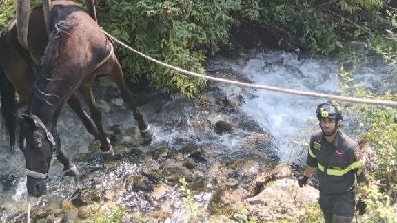 Il cavallo salvato dai Vigili del fuoco Il cavallo salvato dai Vigili del fuoco