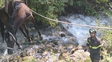 Cavallo ferito rimane intrappolato nel torrente Nave: salvataggio contro il tempo dei vigili del fuoco