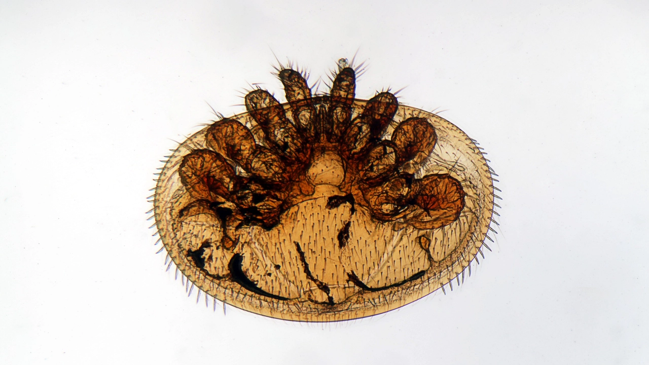 Varroa destructor sotto le lente del microscopio: acaro alieno, nemico delle api