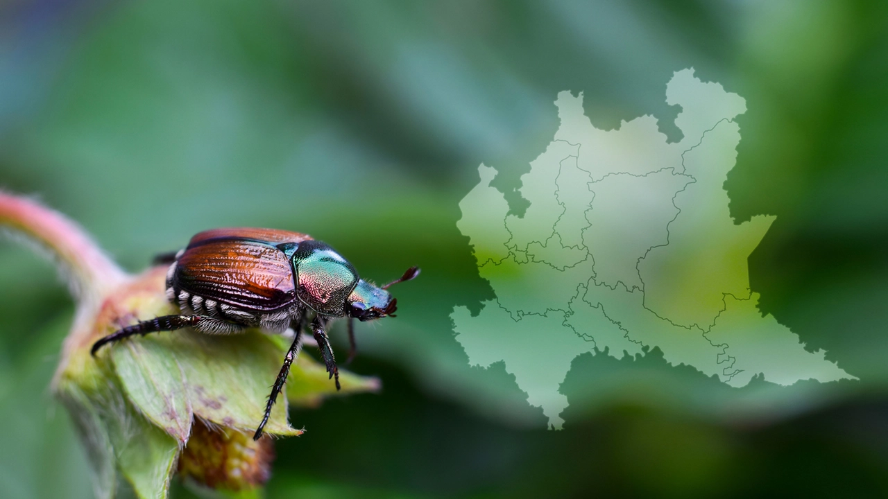 In Lombardia città piene di mini scarabei: cosa sono? Si tratta della temibile Popillia japonica. Come frenare l’invasione