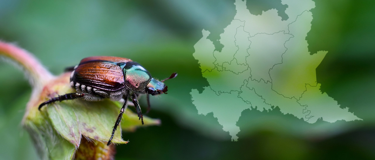 In Lombardia città piene di mini scarabei: cosa sono? Si tratta della temibile Popillia japonica. Come frenare l’invasione