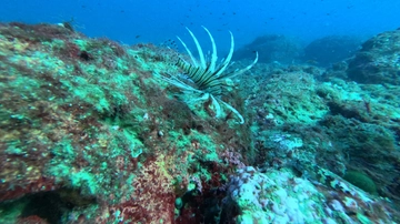 Pesce scorpione specie aliena invasiva in Sicilia, il sub: “Quelle fotografie a Taormina”. Il rischio delle spine velenifere