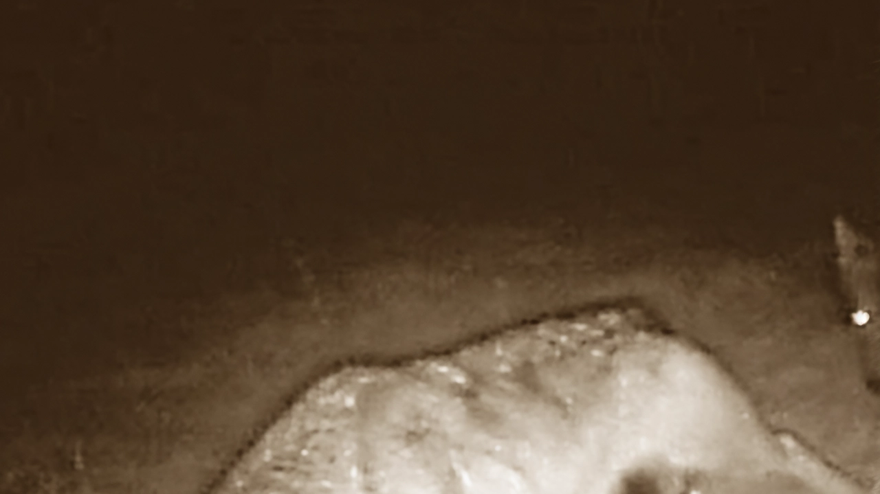 Il lupo torna a popolare le Orobie bergamasche, avvicinandosi ai centri abitati. Aumentano i casi di predazione, suscitando preoccupazione tra gli allevatori. Il lupo torna a popolare le Orobie bergamasche, avvicinandosi ai centri abitati. Aumentano i casi di predazione, suscitando preoccupazione tra gli allevatori.