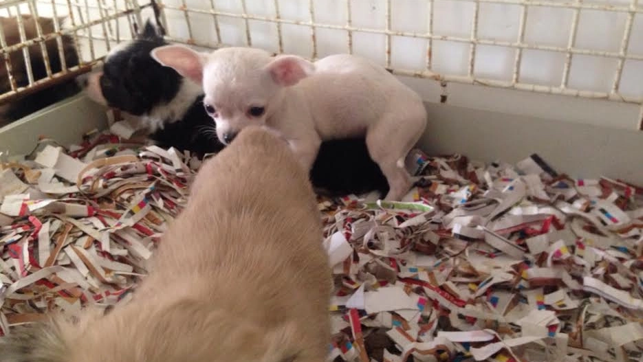 I cani sono stati presi in carico dal servizio veterinario di Novara I cani sono stati presi in carico dal servizio veterinario di Novara