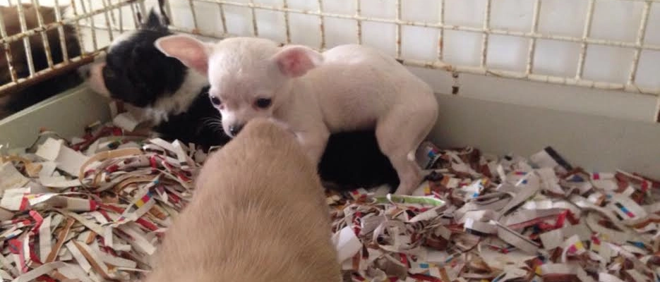 Magenta, sul furgone diretto a Torino 9 cagnolini chiusi nelle scatole. Sequestro e multa da 5mila euro