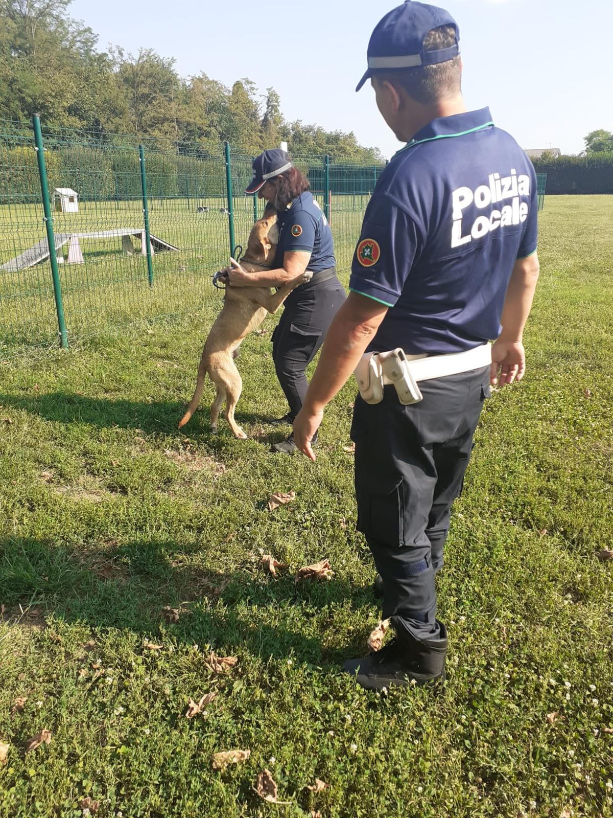 cane legato a un albero senza acqua n233 cibo salvato dalla polizia locale di monza