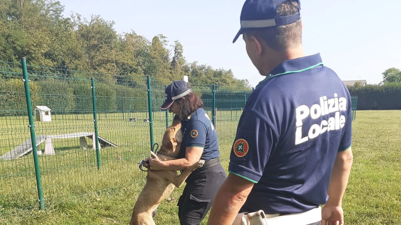 Il cane "salvato" dalla polizia locale di Monza