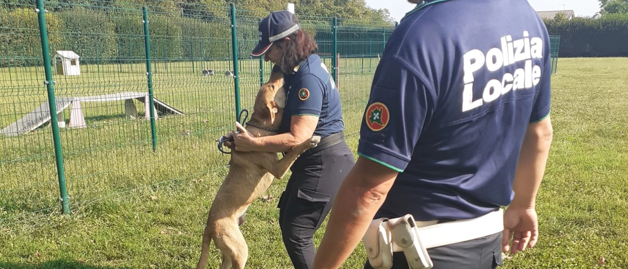 Cane legato a un albero senza acqua né cibo salvato dalla polizia locale di Monza
