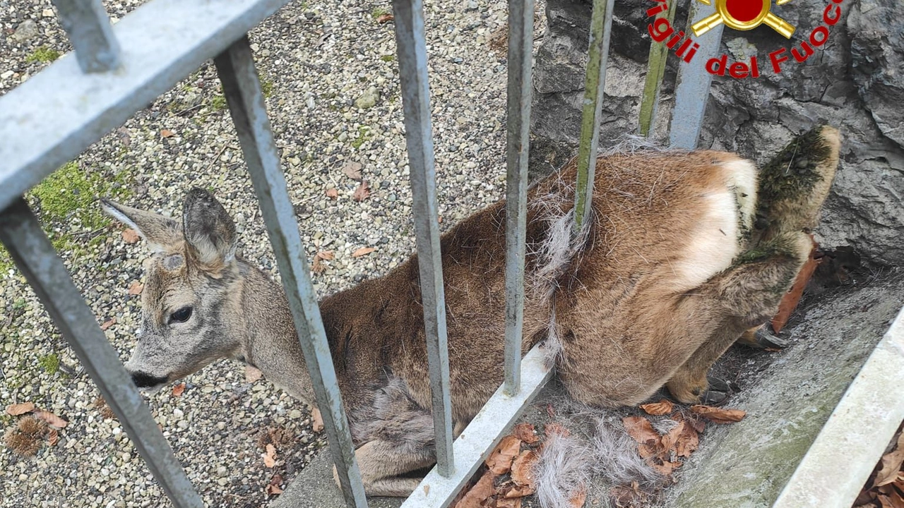 Il capriolo rimasto incastrato (foto dei Vigili del Fuoco) Il capriolo rimasto incastrato (foto dei Vigili del Fuoco)