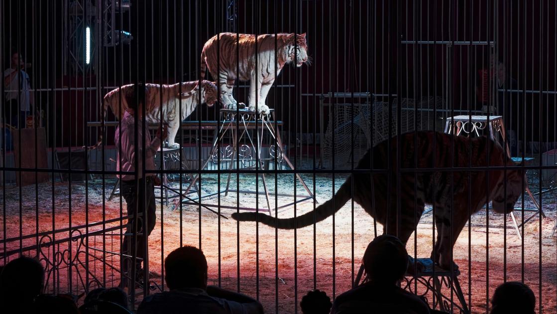 Regione Lombardia da Ilgiorno.it regione lombardia si avvia a vietare la presenza di animali nei circhi sofferenza ingiuste