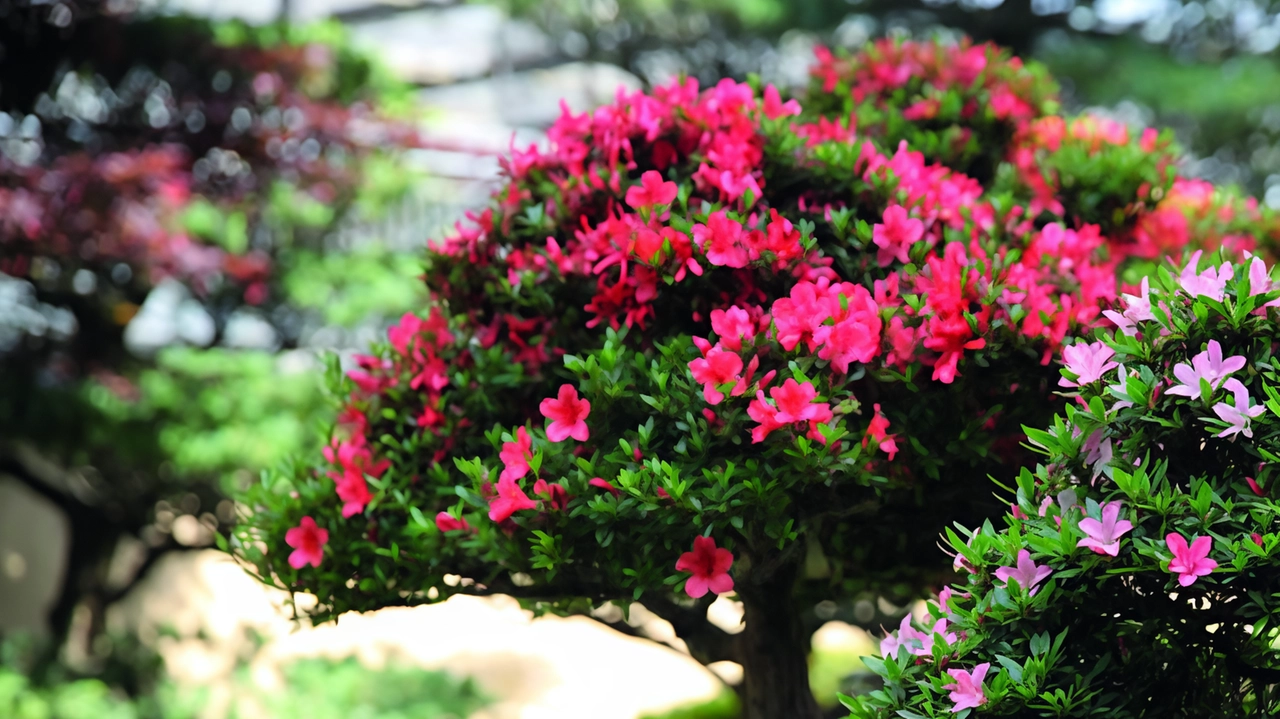 A Parabiago tornano in scena le magnifiche fioriture delle azalee bonsai