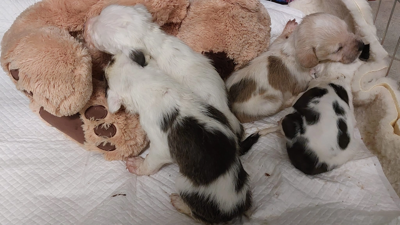 I quattro cuccioli abbandonati I quattro cuccioli abbandonati