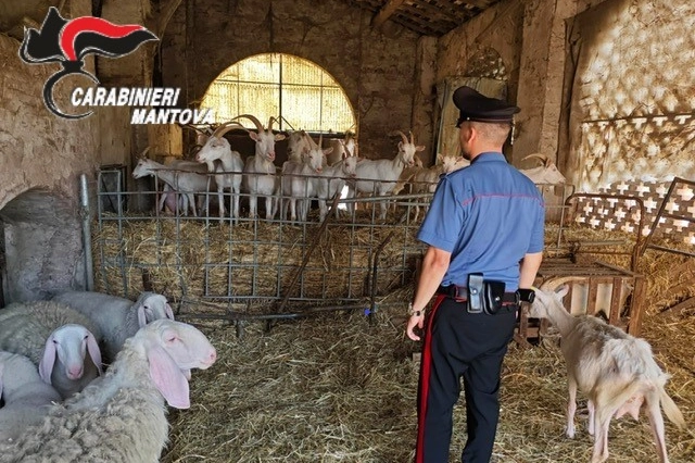 I carabinieri all'interno dell'allevamento