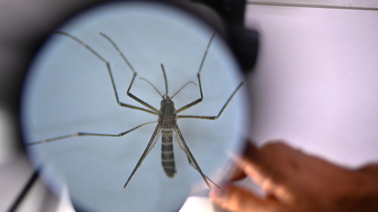 Un caso sospetto di dengue è stato segnalato nel Varesotto Un caso sospetto di dengue è stato segnalato nel Varesotto