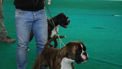 Manifestazione canina