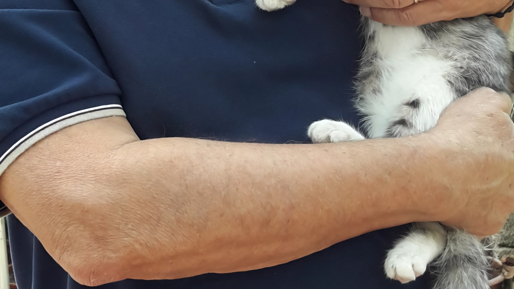 Angelo Bocchioli presiede Amici Animali di Lodi: «Nel nostro territorio le colonie feline sono 560» Angelo Bocchioli presiede Amici Animali di Lodi: «Nel nostro territorio le colonie feline sono 560»