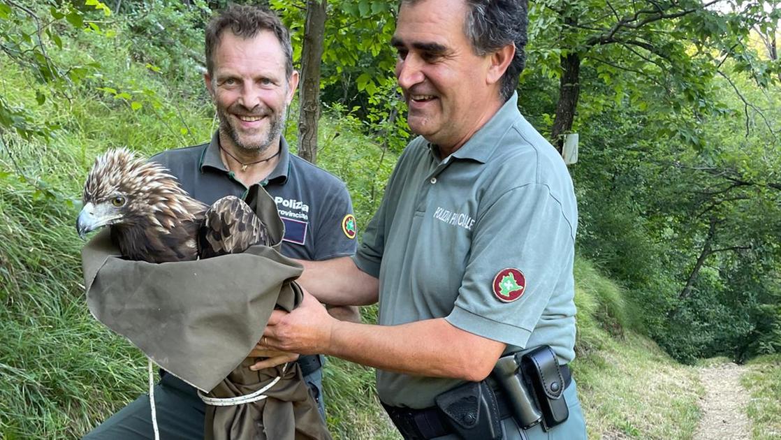 A terra con un’ala ferita: a Toscolano l’aquila reale salvata dalla Polizia provinciale tornerà a volare A terra con un’ala ferita: a Toscolano l’aquila reale salvata dalla Polizia provinciale tornerà a volare