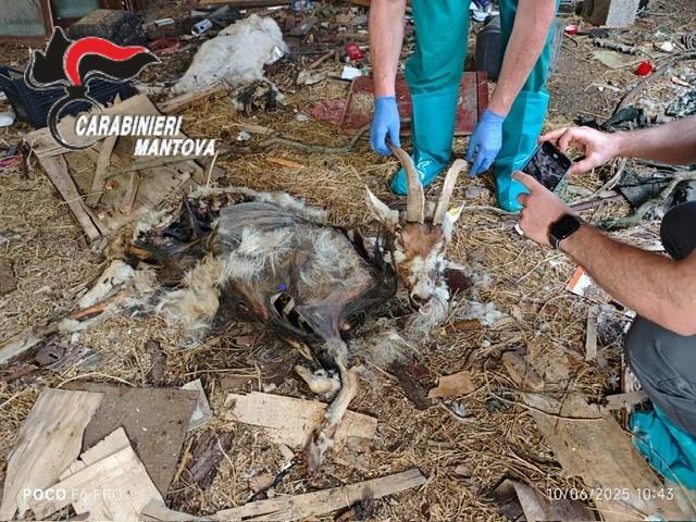 pecore e capre malnutrite e morte di stenti denunciati i due titolari dell8217allevamento lager a sustinente