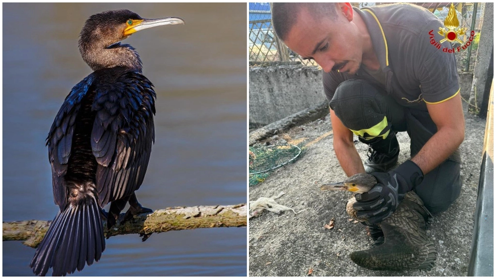 A destra, l'esemplare di cormorano salvato dai vigili del fuoco a Lodi A destra, l'esemplare di cormorano salvato dai vigili del fuoco a Lodi