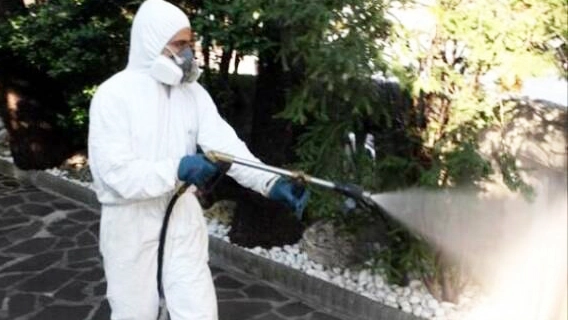 Un'operazione di disinfestazione (foto di repertorio) Un'operazione di disinfestazione (foto di repertorio)