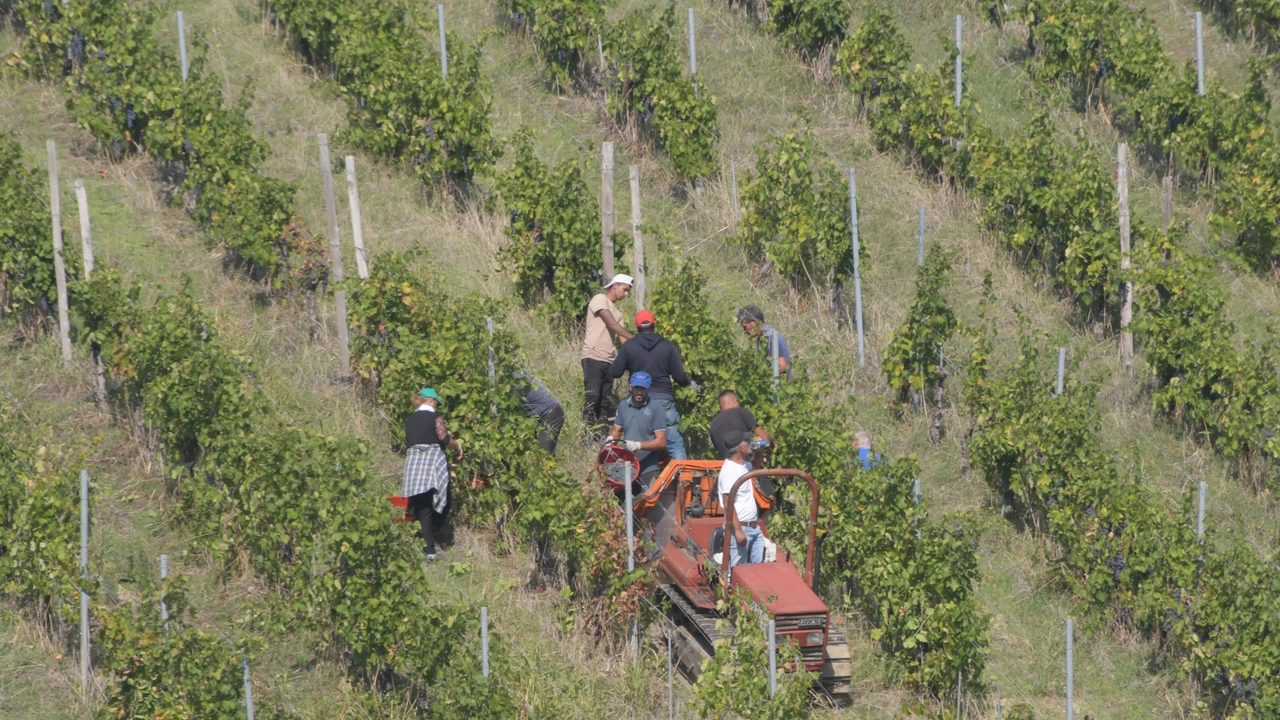 Parte la vendemmia 2024 in provincia di Pavia: le prime stime parlano di un calo del 30% della produzione di alcuni vini