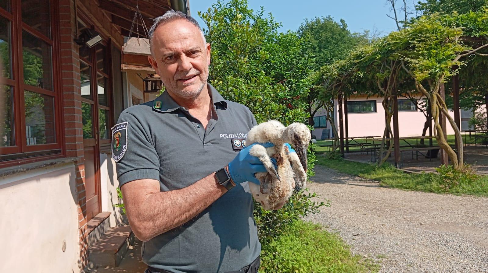 castiglione piccolo di cicogna cade dal nido salvato dalle guardie del parco adda da Ilgiorno.it castiglione piccolo di cicogna cade dal nido salvato dalle guardie del parco adda