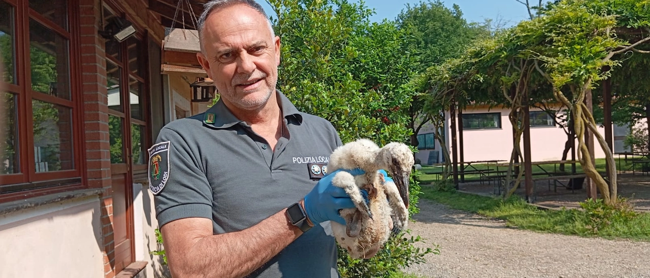 Castiglione, piccolo di cicogna cade dal nido: salvato dalle guardie del Parco Adda