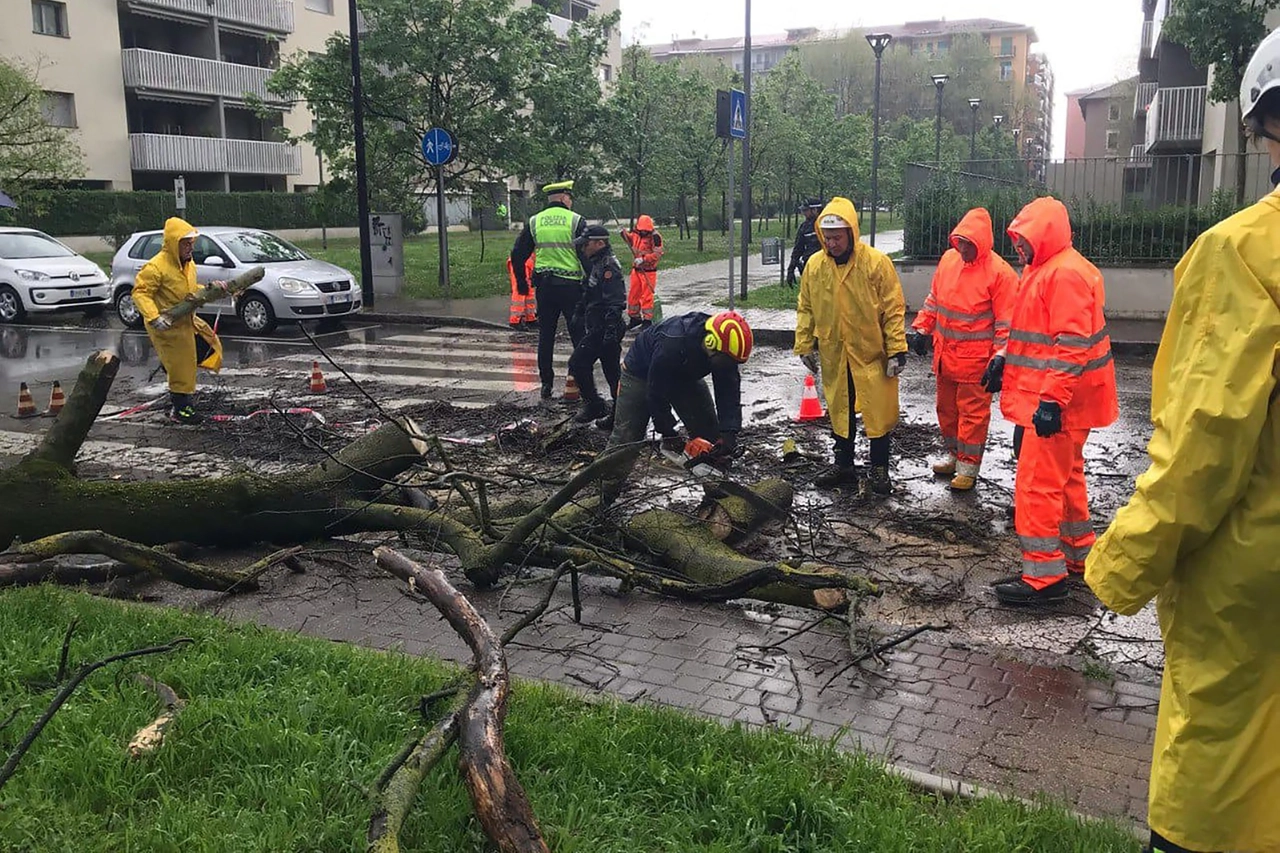 Il taglio e la rimozione di una pianta precipitata in strada nelle prime ore del mattino di giovedì 17 aprile