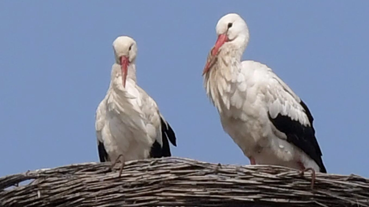 Anche quest’anno, Cico e Cica sono diventati genitori. La coppia di cicogne che si è stabilita in cima alla torre-faro... Anche quest’anno, Cico e Cica sono diventati genitori. La coppia di cicogne che si è stabilita in cima alla torre-faro...