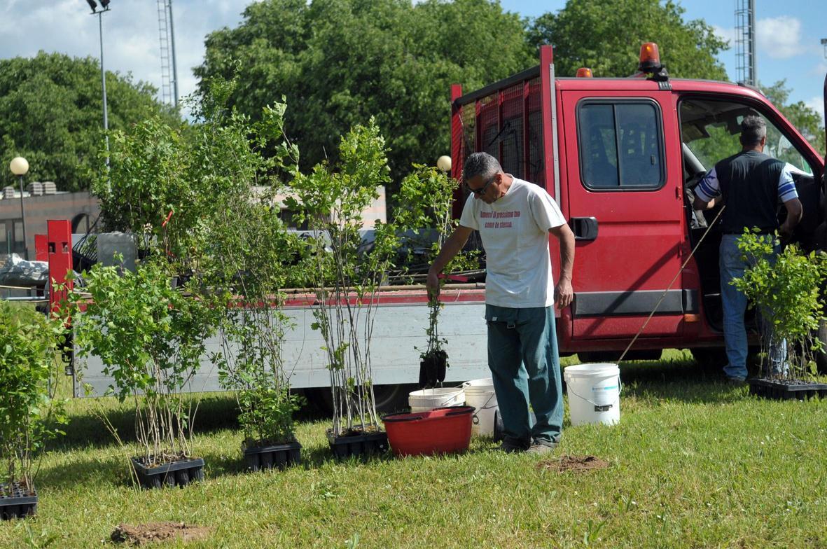 liscate progetto boschi in citt224 trasloco per cento alberi rischio tombe nel sottosuolo