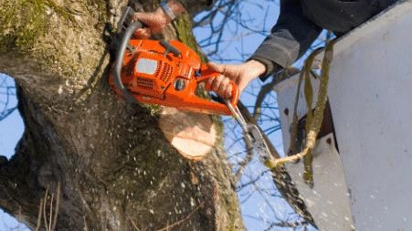 Parte la campagna di controllo e potatura delle piante a Cerro Maggiore per garantire la sicurezza dei cittadini Parte la campagna di controllo e potatura delle piante a Cerro Maggiore per garantire la sicurezza dei cittadini