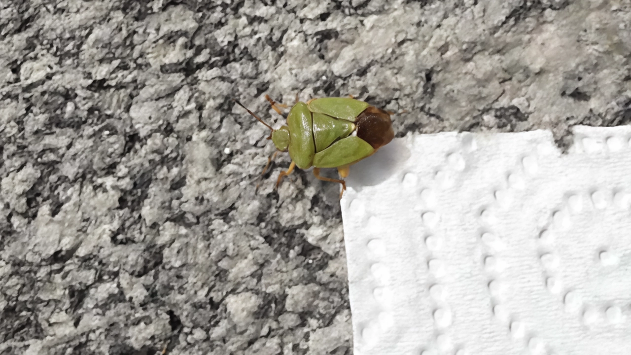 La cimice verde danneggia i pomodori La. Valtellina conta l’entomologo sondriese Paride Dioli grande esperto di questi insetti La cimice verde danneggia i pomodori La. Valtellina conta l’entomologo sondriese Paride Dioli grande esperto di questi insetti