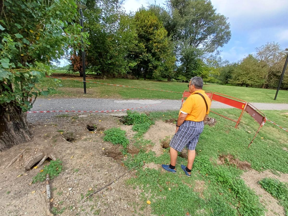 “Le buche per le tane mettono gli alberi a rischio”: la Provinciale apre il fuoco su lepri e nutrie “Le buche per le tane mettono gli alberi a rischio”: la Provinciale apre il fuoco su lepri e nutrie