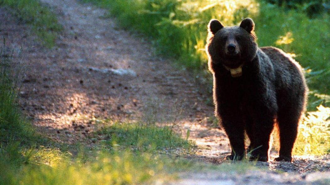 Sei asini divorati. Orso preoccupa gli allevatori Sei asini divorati. Orso preoccupa gli allevatori