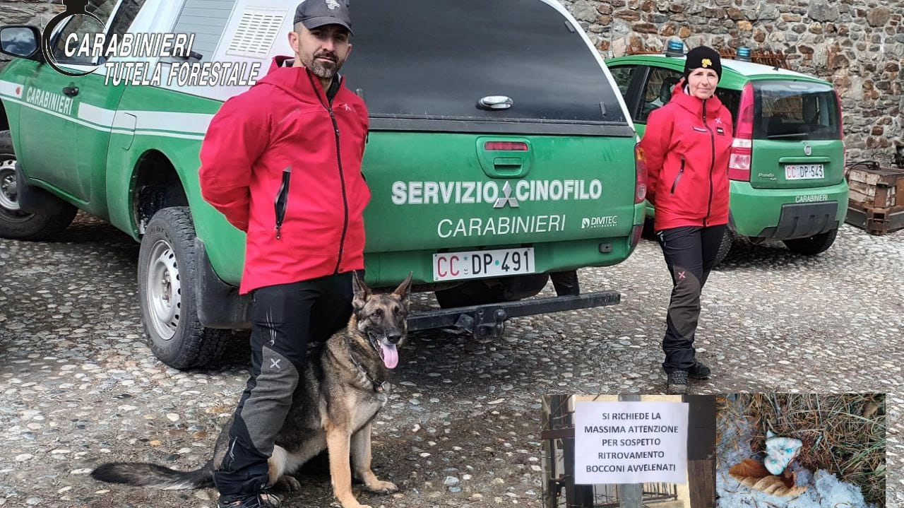 Allarme bocconi avvelenati per cani, carabinieri forestali bonificano un’area in Val Camonica