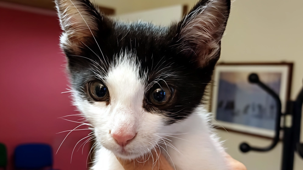 Il micio ha un deficit, con altri cinque cuccioli è stato salvato dai veterinari di Ats Brianza Il micio ha un deficit, con altri cinque cuccioli è stato salvato dai veterinari di Ats Brianza