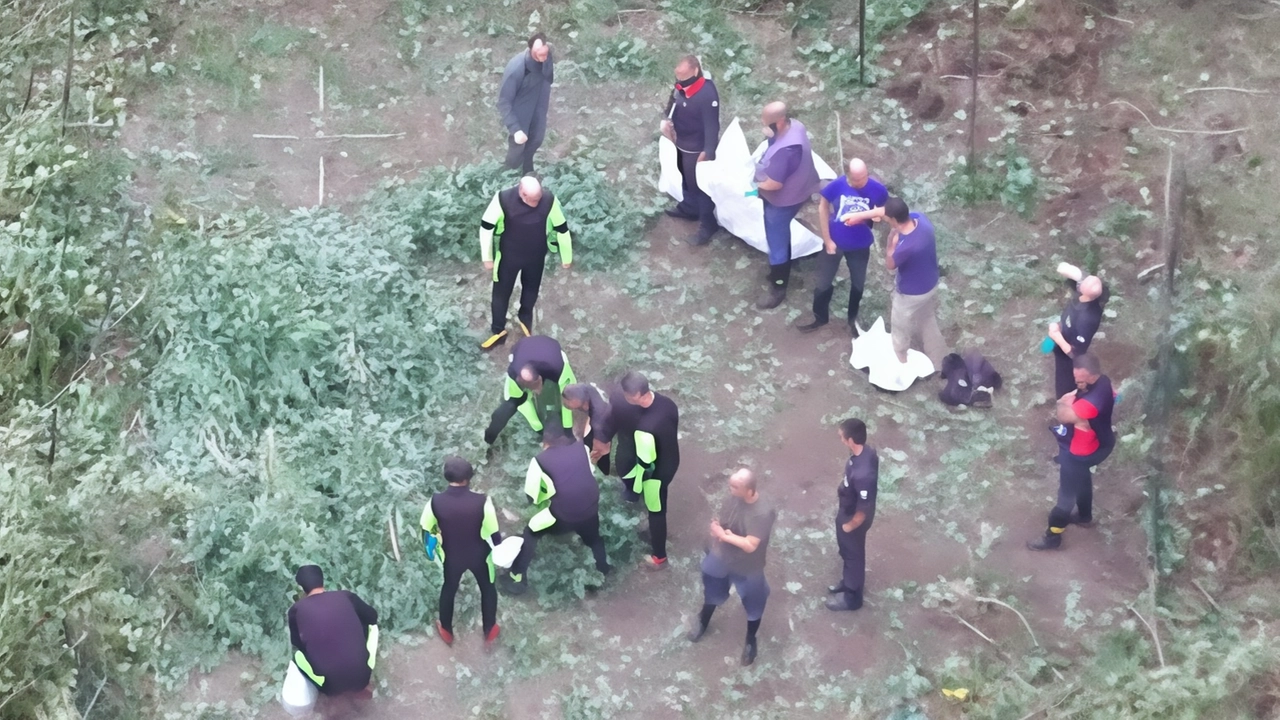 Scoperta maxi piantagione di marijuana lungo il Ticino a Besate: 57 piante, 240 kg di cannabis. Operazione delle forze dell'ordine contro traffico stupefacenti. Seconda scoperta nel Parco del Ticino in pochi giorni. Scoperta maxi piantagione di marijuana lungo il Ticino a Besate: 57 piante, 240 kg di cannabis. Operazione delle forze dell'ordine contro traffico stupefacenti. Seconda scoperta nel Parco del Ticino in pochi giorni.
