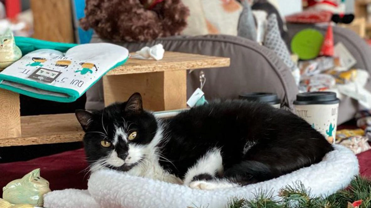 Silvestro il “gatto mascotte” di Enpa Monza era arrivato nel 2015 presentandosi al cancello del rifugio in via San Damiano Silvestro il “gatto mascotte” di Enpa Monza era arrivato nel 2015 presentandosi al cancello del rifugio in via San Damiano